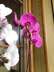 orchid on a white background