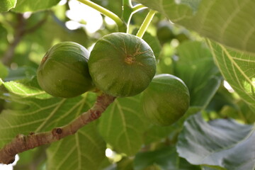Green figs on fig (Ficus carica), the Arabs use the leaves for toothache.