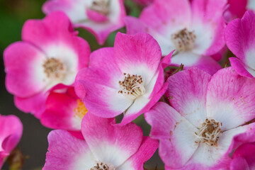 Fototapeta na wymiar Fresh bright Hips rose flowers closeup background