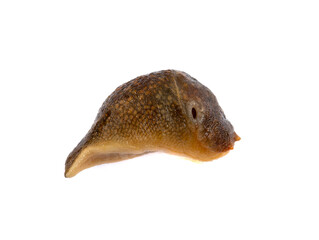 Closed semi-slugs  isolated on white background.