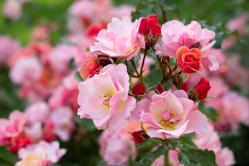 Fototapeta premium pink roses in close up
