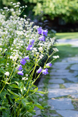 Fototapeta premium Pretty wild flowers next to stone path in garden