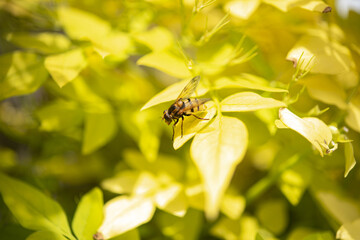 A close up of a Hoverfly, Syrphus Ribesii, resting on yellow Jasmine leaves in the summer sunshine.