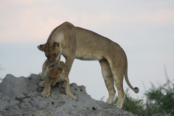 Lioness & Cub 2