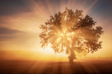 Single tree in the fog