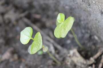 green sprout growing from soil