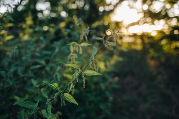 A nettle (urtica) in the forest at sunset