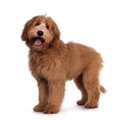 Cute red / abricot Australian Cobberdog / Labradoodle dog pup, standing side ways. Looking at camera, mouth open and tongue out. Isolated on white background.