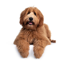 Cute red / abricot Australian Cobberdog / Labradoodle dog pup, laying down facing front. Mouth open, pink tongue out. Isolated on white background. Paws hanging over edge.