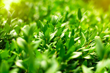 Nature background. Closeup green leaves plant with beautiful sunny bokeh. Natural green plants, leaf pattern, creative wallpaper with green plant, ecology, ecological background, leaf texture