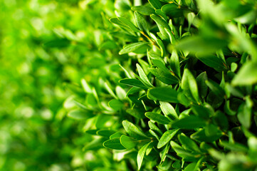 Obraz premium Nature background. Closeup green leaves plant with beautiful sunny bokeh. Natural green plants, leaf pattern, creative wallpaper with green plant, ecology, ecological background, leaf texture