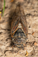 Insect Cicada (Cicadoidea). Old decayed preparated insect.