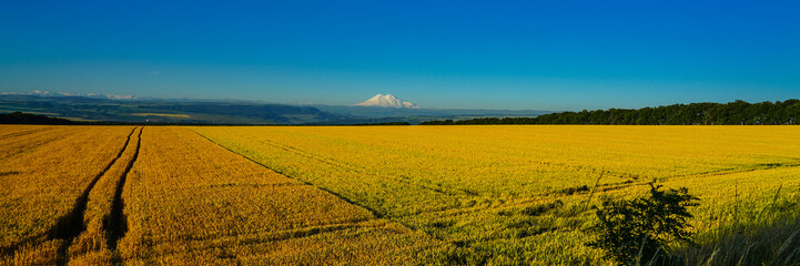 Elbrus Landscape with a Wheat Field at Erly Morning, Panorama