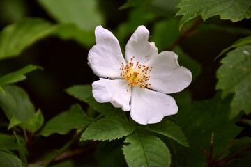 Dog rose flower in La Rioja. Its fruit contains tannins that give an astringent and antidiarrheal effect.