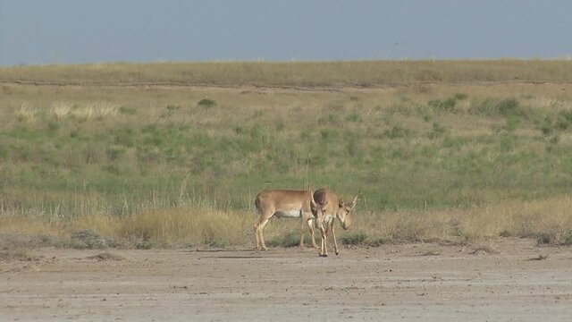 Kalmykia, nature reserve. A herd of saigas in the steppe.