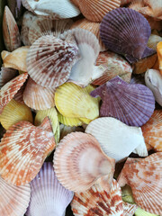 Seashell background, lots of different seashells piled together