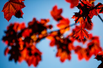 Autumn copy space with maple leaves