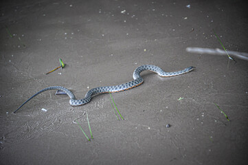Snake on the sand
