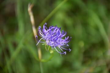 Phyteuma orbiculare flower. Common name round-headed rampion, is a species of perennial herbaceous plant of the genus Phyteuma belonging to the family Campanulaceae.
