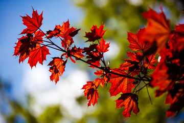 Red maple leaves on a tree in autumn. 