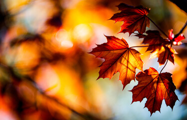 Copy space. Autumn leaves in the sun.