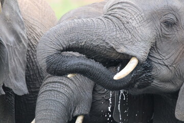 African Elephants playing by the Chobe River in Botswana