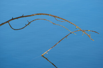 Zweige ragen aus Wasseroberfläche heraus