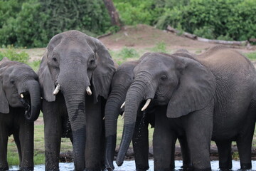 Fototapeta premium African Elephants playing by the Chobe River in Botswana