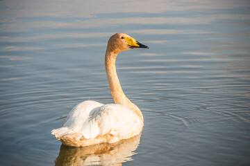 Swan floats on the water