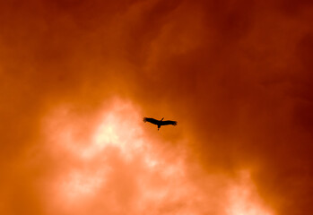 silhouette of the stork in the sky yellow
