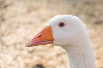 The head of a goose close-up