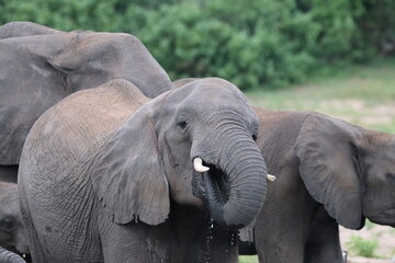 Fototapeta premium African Elephants playing by the Chobe River in Botswana