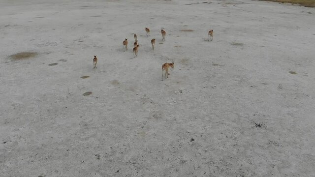Kalmykia, nature reserve. A herd of saigas in the steppe.