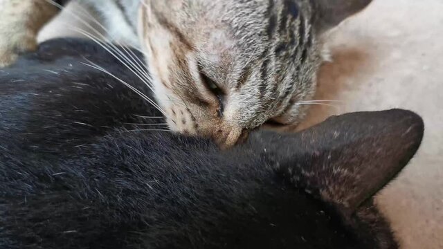 The cat licks the fur for another cat.