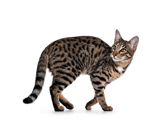 Cute young Savannah F7 cat, walking side ways Looking over shoulder beside camera with green /...