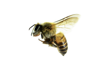 Bee isolated on white background.
