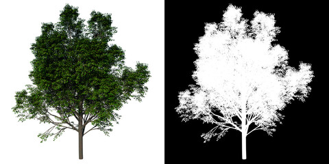 Front view tree (Real Maple 1) white background alpha png 3D Rendering Ilustracion 3D