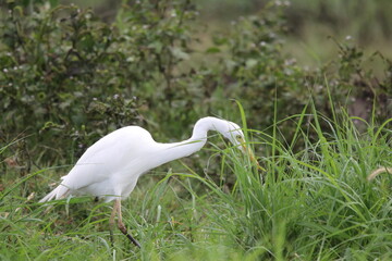 African Elephants playing by the Chobe River in Botswana
