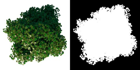 Top view tree (Young Real Maple 1) white background alpha png 3D Rendering Ilustracion 3D