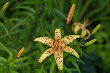 Naklejka na ściany i meble Yellow garden Lily on a natural background.