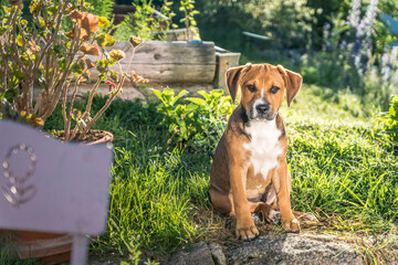 puppy portrait