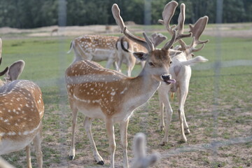 Young deer showing tongue