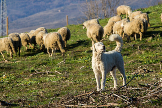 cane pastore maremmano