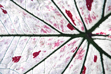 The white caladium plant leaves have red and green spots.