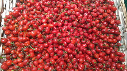 Capsicum Chinense pepper, bode pepper, São Paulo, Brazil