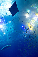 水族館 © Yossy