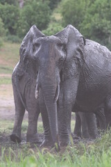 Fototapeta premium African Elephants playing by the Chobe River in Botswana