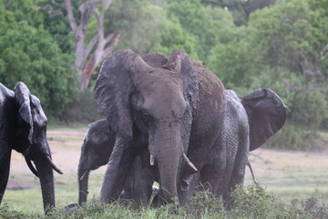 African Elephants playing by the Chobe River in Botswana