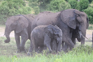 Naklejka na ściany i meble African Elephants playing by the Chobe River in Botswana