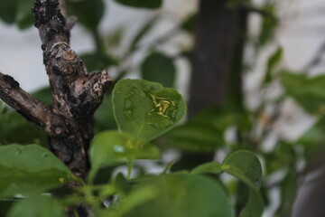 green leaves, droplets on the leave